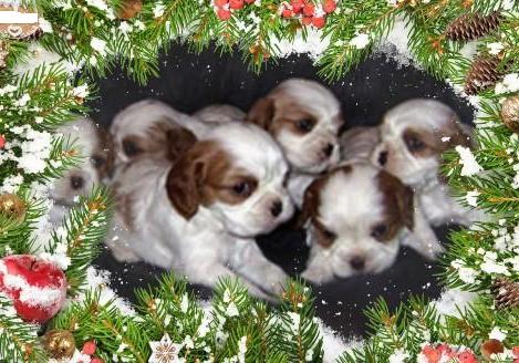  Чудесный подарок к Новому году – щенки Кавалера! www.mynewDOG.ru