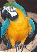 Ручной говорящий попугай АРА Сине-жёлтый www.mynewDOG.ru