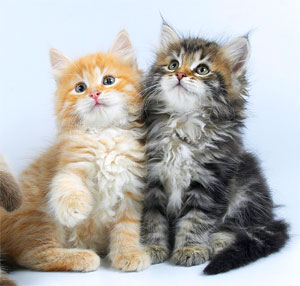  Сибирские котята разнообразных окрасов www.mynewDOG.ru