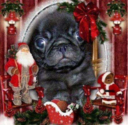  Рождественские щенки Мопса! www.mynewDOG.ru