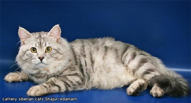  Siberian kittens.  . Shajr Adamant cattery of siberian cats  www.mynewDOG.ru