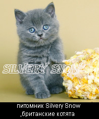  Приобрести голубого британского котенка www.mynewDOG.ru