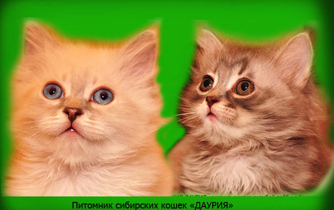  Сибирские котята гарантия здоровья и качества www.mynewDOG.ru