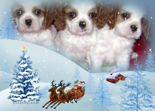  Чудесные щенки Кавалера к Рождеству! www.mynewDOG.ru