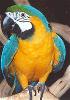  Ручной говорящий попугай АРА Сине-жёлтый