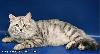  сибирские котята из питомника Шаюр Адамант