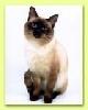  Вязка. 8(905)500-89-37 Тайский кот старотипный сиамский приглашает на вязку