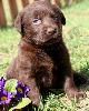  Великолепный шоколадный щенок Лабрадора!